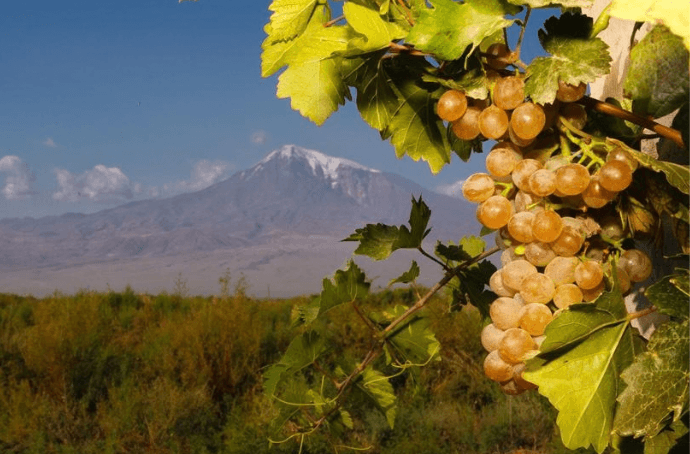 Yerevan Brandy Company – produkcja i dojrzewanie ormiańskiej brandy ARARAT